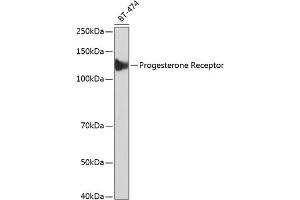 Western blot analysis of extracts of BT-474 cells, using Progesterone Receptor antibody (ABIN7269533) at 1:1000 dilution. (Progesterone Receptor Antikörper)
