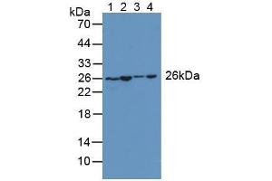 Figure. (Adenylate Kinase 2 Antikörper  (AA 64-232))