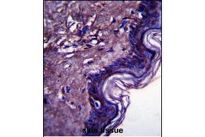 Immunohistochemistry (Paraffin-embedded Sections) (IHC (p)) image for anti-Family with Sequence Similarity 213, Member A (FAM213A) (AA 181-209), (C-Term) antibody (ABIN657369)