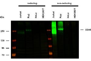 Anti-Hu CD45 Purified (clone MEM-28) works in WB application under non-reducing conditions. (CD45 Antikörper)