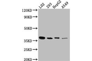 Western Blot Positive WB detected in: L02 whole cell lysate, HEK293 whole cell lysate, HepG2 whole cell lysate, A549 whole cell lysate All lanes: LRG1 antibody at 1:1000 Secondary Goat polyclonal to rabbit IgG at 1/50000 dilution Predicted band size: 39 kDa Observed band size: 39 kDa (Rekombinanter LRG1 Antikörper)