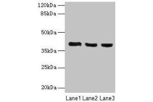 Western blot All lanes: C9orf64 antibody at 1 μg/mL Lane 1: Hela whole cell lysate Lane 2: K562 whole cell lysate Lane 3: HepG2 whole cell lysate Secondary Goat polyclonal to rabbit IgG at 1/10000 dilution Predicted band size: 40 kDa Observed band size: 40 kDa (C9orf64 Antikörper  (AA 182-341))