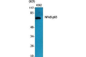Western Blot (WB) analysis of specific cells using NFkappaB-p65 Polyclonal Antibody. (NF-kB p65 Antikörper  (Thr72))