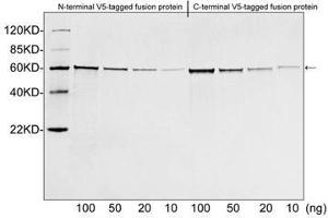 Image no. 3 for anti-V5 Epitope Tag antibody (ABIN294568) (V5 Epitope Tag Antikörper)