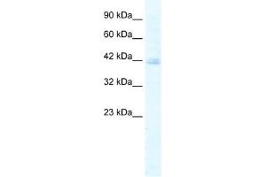 WB Suggested Anti-KCTD18 Antibody Titration:  5. (KCTD18 Antikörper  (N-Term))