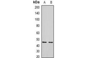 Western blot analysis of SIRT7 expression in HEK293T (A), Hela (B) whole cell lysates. (SIRT7 Antikörper)