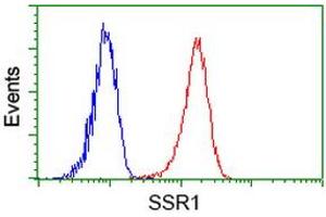 Image no. 2 for anti-Signal Sequence Receptor, alpha (SSR1) antibody (ABIN1501154) (SSR1 Antikörper)