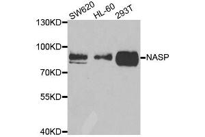 Western blot analysis of extracts of various cell lines, using NASP antibody. (NASP Antikörper  (AA 180-449))