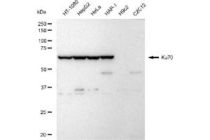Western blotting analysis using Ku70 antibody (ABIN7800877). (Rekombinanter XRCC6 Antikörper)