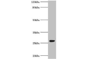 Western blot All lanes: Fibroblast growth factor-binding protein 1 antibody at 5 μg/mL + Mouse skeletal muscle tissue Secondary Goat polyclonal to rabbit IgG at 1/10000 dilution Predicted band size: 26 kDa Observed band size: 26 kDa (FGFBP1 Antikörper  (AA 24-234))