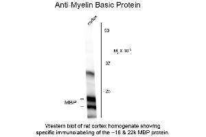 Western blot of Anti-Myelin Basic Protein (MBP) (Chicken) Antibody - 200-901-D81 Western Blot of Anti-Myelin Basic Protein (MBP) (Chicken) Antibody.