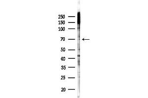 anti-Protein Kinase C (PKC) (pThr497) antibody
