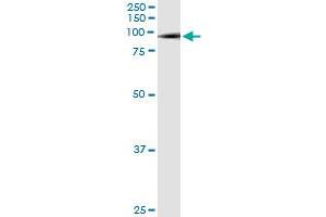 Immunoprecipitation of SMURF1 transfected lysate using anti-SMURF1 monoclonal antibody and Protein A Magnetic Bead , and immunoblotted with SMURF1 MaxPab rabbit polyclonal antibody. (SMURF1 Antikörper  (AA 165-268))