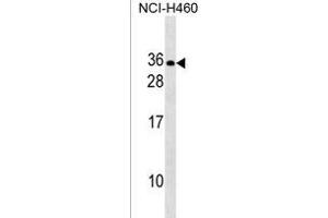 RLN2 Antibody (C-term) (ABIN1536713 and ABIN2838201) western blot analysis in NCI- cell line lysates (35 μg/lane). (Relaxin 2 Antikörper  (C-Term))