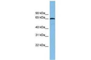 Image no. 1 for anti-E3 ubiquitin-protein ligase RAD18 (RAD18) (AA 251-300) antibody (ABIN6744741) (RAD18 Antikörper  (AA 251-300))