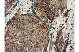 Immunohistochemistry (IHC) image for anti-DnaJ (Hsp40) Homolog, Subfamily A, Member 2 (DNAJA2) antibody (ABIN1497861) (DNAJA2 Antikörper)