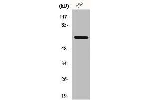 Western Blot analysis of HT29 cells using GNL3L Polyclonal Antibody (GNL3L Antikörper  (Internal Region))