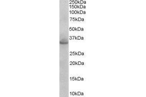 ABIN2560228 (0. (STX1A Antikörper  (N-Term))