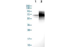 Western Blot (Cell lysate) analysis with MSR1 polyclonal antibody  at 1:100 - 1:250 dilution Lane 1: Negative control (vector only transfected HEK293T lysate) Lane 2: Over-expression lysate (Co-expressed with a C-terminal myc-DDK tag (~3. (Macrophage Scavenger Receptor 1 Antikörper)
