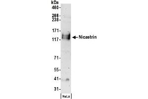 anti-Nicastrin (NCSTN) (AA 659-709) antibody