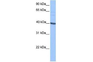 MLLT3 antibody used at 0. (AF9 Antikörper  (C-Term))