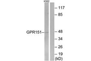 Western blot analysis of extracts from K562 cells, using GPR151 Antibody. (GPR151 Antikörper  (AA 370-419))
