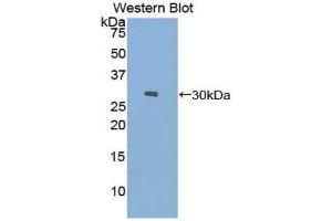 Western Blotting (WB) image for anti-Coagulation Factor XI (F11) (AA 157-389) antibody (ABIN1858747) (Factor XI Antikörper  (AA 157-389))