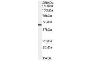 Image no. 1 for anti-Aurora Kinase A (AURKA) (C-Term) antibody (ABIN374071) (Aurora A Antikörper  (C-Term))