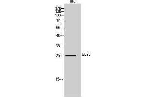 Western Blotting (WB) image for anti-Interleukin-27 subunit beta (IL-27b) (Internal Region) antibody (ABIN3181482) (EBI3 Antikörper  (Internal Region))