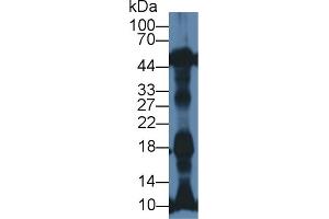Western Blot; Sample: Rat Heart lysate; Primary Ab: 1µg/ml Rabbit Anti-Mouse NT-ProANP Antibody Second Ab: 0. (PRO-ANP Antikörper  (N-Term))