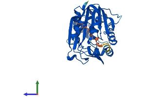 Protein Structure (PS) image for Phenylethanolamine N-Methyltransferase (PNMT) (AA 1-282) protein (His tag) (ABIN7550900)