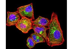 Immunofluorescence analysis of Hela cells using CLL1 mouse mAb (green). (CLEC12A Antikörper  (AA 65-265))