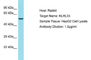 Host: Rabbit Target Name: KLHL33 Sample Tissue: Human HepG2 Whole Cell Antibody Dilution: 1ug/ml (KLHL33 Antikörper  (N-Term))