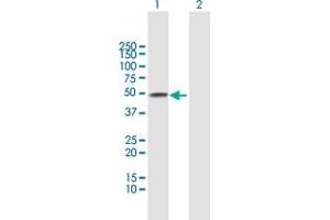 Western Blot analysis of ADH4 expression in transfected 293T cell line by ADH4 MaxPab polyclonal antibody. (ADH4 Antikörper  (AA 1-380))