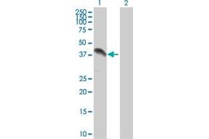Western Blot analysis of ZFP42 expression in transfected 293T cell line by ZFP42 MaxPab polyclonal antibody.