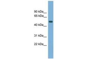 Image no. 1 for anti-Amnionless (AMN) (AA 35-84) antibody (ABIN6746315) (AMN Antikörper  (AA 35-84))