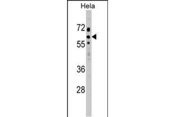 SOCS7 Antikörper  (C-Term)