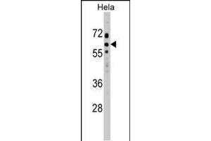 SOCS7 Antibody (C-term) (ABIN1537362 and ABIN2848756) western blot analysis in Hela cell line lysates (35 μg/lane).