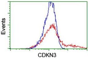 HEK293T cells transfected with either RC213080 overexpress plasmid (Red) or empty vector control plasmid (Blue) were immunostained by anti-CDKN3 antibody (ABIN2455061), and then analyzed by flow cytometry. (CDKN3 Antikörper)