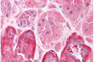 Human Kidney (formalin-fixed, paraffin-embedded) stained with CLIC5 antibody ABIN214746 at 2. (CLIC5 Antikörper  (C-Term))