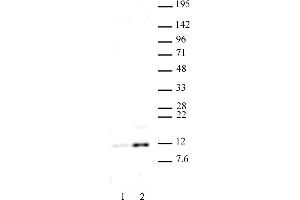 Histone H4 acetyl Lys16 antibody (pAb) tested by Western blot. (Histone H4 Antikörper  (acLys16))