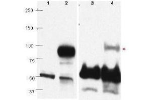 Western blots using  affinity purified anti-PRDM1/BLIMP1 antibody show detection of overexpressed PRDM1/BLIMP1 in whole transfected Raji cell lysate (lane 2) at ~88kDa. (PRDM1 Antikörper  (C-Term))