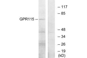 Western blot analysis of extracts from COLO205 cells, using GPR115 antibody. (G Protein-Coupled Receptor 115 Antikörper  (Internal Region))
