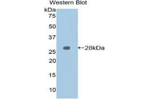 Western Blotting (WB) image for anti-Signaling Lymphocytic Activation Molecule Family Member 1 (SLAMF1) (AA 19-236) antibody (ABIN1860566) (SLAMF1 Antikörper  (AA 19-236))