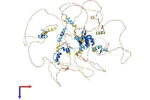 TSHZ3 Protein (AA 1-1081) (His tag)