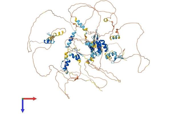 TSHZ3 Protein (AA 1-1081) (His tag)