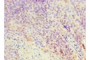 Immunohistochemistry of paraffin-embedded human tonsil tissue using ABIN7172045 at dilution of 1:100 (TXN2 Antikörper  (AA 1-166))