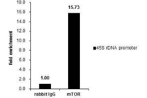 ChIP Image Cross-linked ChIP was performed with 293T chromatin extract and 5 μg of either control rabbit IgG or anti-mTOR antibody. (MTOR Antikörper  (C-Term))
