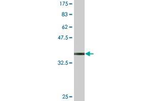 Western Blot detection against Immunogen (37. (PCDH10 Antikörper  (AA 18-127))