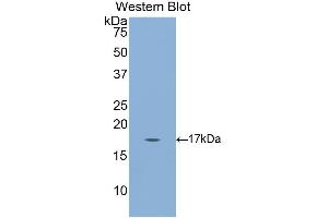 Western Blotting (WB) image for anti-Gastrokine 3 (GKN3) (AA 38-177) antibody (ABIN1859014) (Gastrokine 3 Antikörper  (AA 38-177))